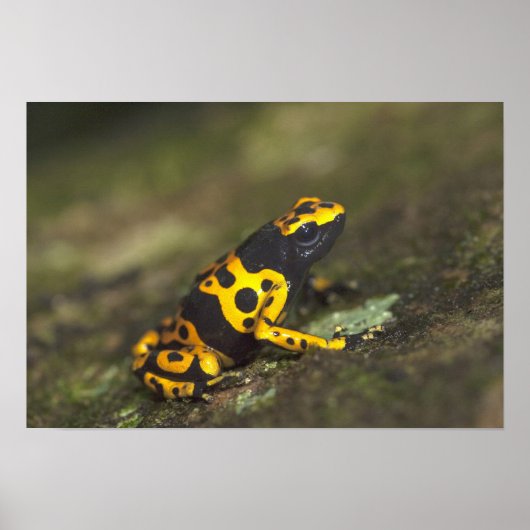 Poster Dendrobate à bandes jaunes Dendrobates (Devant)