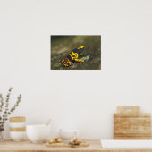 Poster Dendrobates de grenouille à bandes jaunes (Cuisine)
