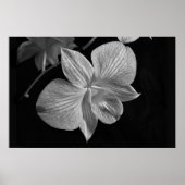 Poster Dendrobium Orchid 2 (Devant)