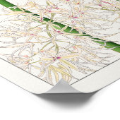 Poster Dendrobium teretifolium par Tanigami Konan (Coin)