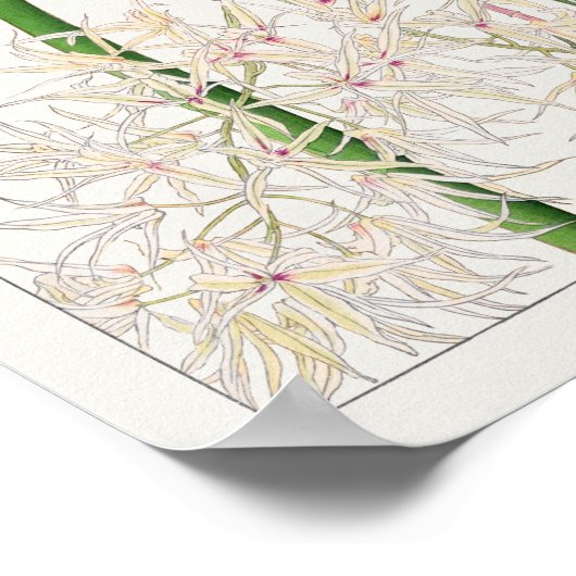 Poster Dendrobium teretifolium par Tanigami Konan (Coin)