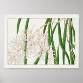 Poster Dendrobium teretifolium par Tanigami Konan (Devant)