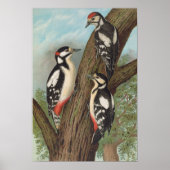 Poster Dendrocopus major par Johann Friedrich Naumann (Devant)