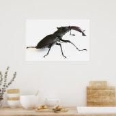 Poster Dendroctone du pin (Cuisine)