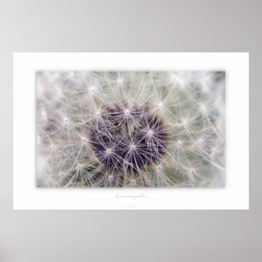 Poster Dent de lion (Devant)