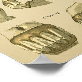 Poster Dental Age of Horse Teeth (Coin)