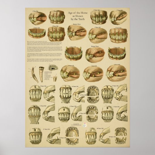 Poster Dental Age of Horse Teeth (Devant)