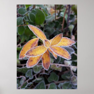 Poster dentelle de glace