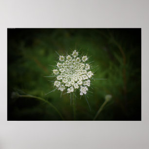 Poster dentelle de la reine Anne,