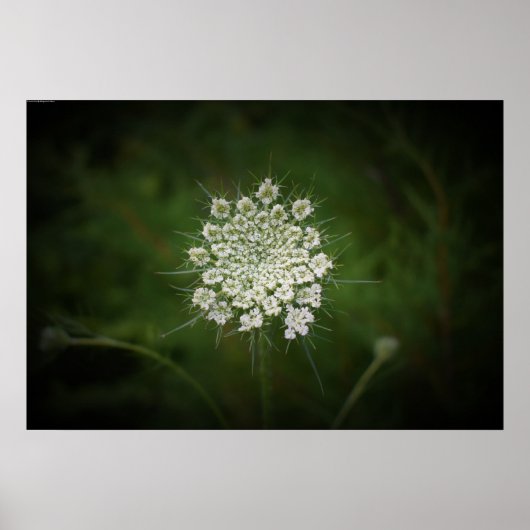 Poster dentelle de la reine Anne, (Devant)