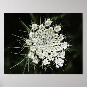 Poster dentelle de la reine Anne,