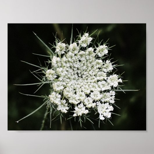 Poster dentelle de la reine Anne, (Devant)