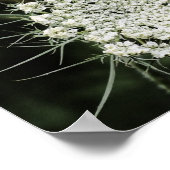 Poster dentelle de la reine Anne, (Coin)