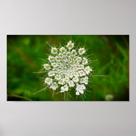 Poster dentelle de la reine Anne, (Devant)