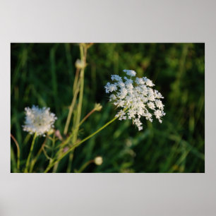 Poster Dentelle de la Reine Anne