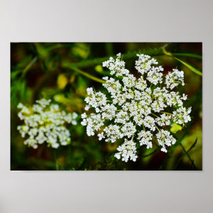 Poster dentelle de la reine Anne,