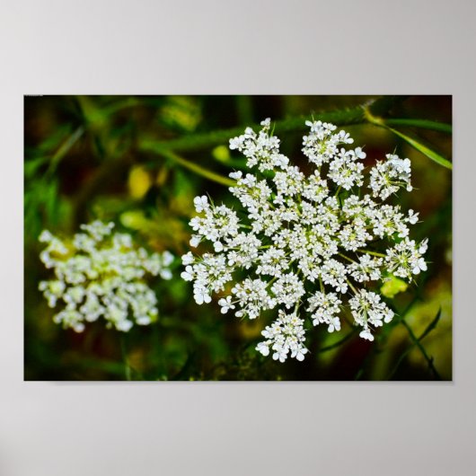 Poster dentelle de la reine Anne, (Devant)