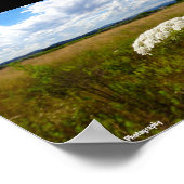Poster Dentelle sauvage dans la prairie (Coin)