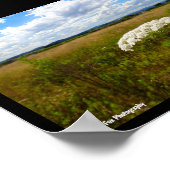 Poster Dentelle sauvage dans la prairie (Coin)