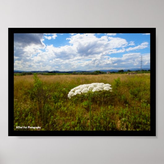 Poster Dentelle sauvage dans la prairie (Devant)
