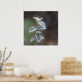 Poster dentelle sur feuille (Cuisine)