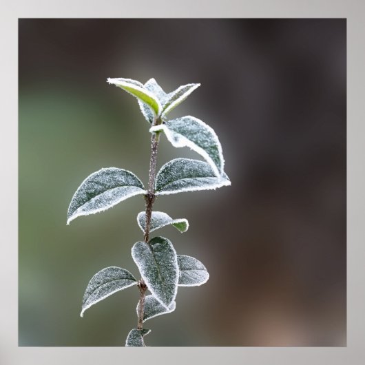Poster dentelle sur feuille (Devant)