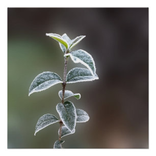 Poster dentelle sur feuille