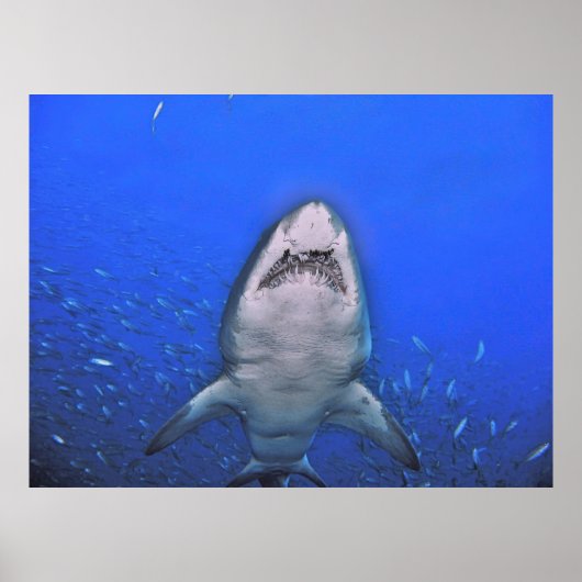 Poster Dents du tigre de sable (Devant)