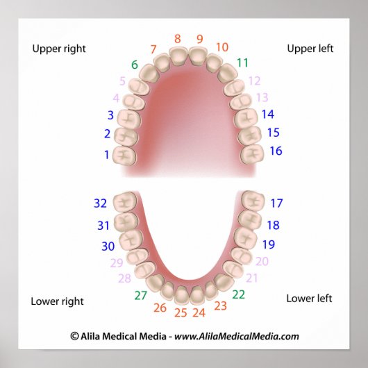 Poster Dents permanentes, dentition pour adultes, numérot (Devant)