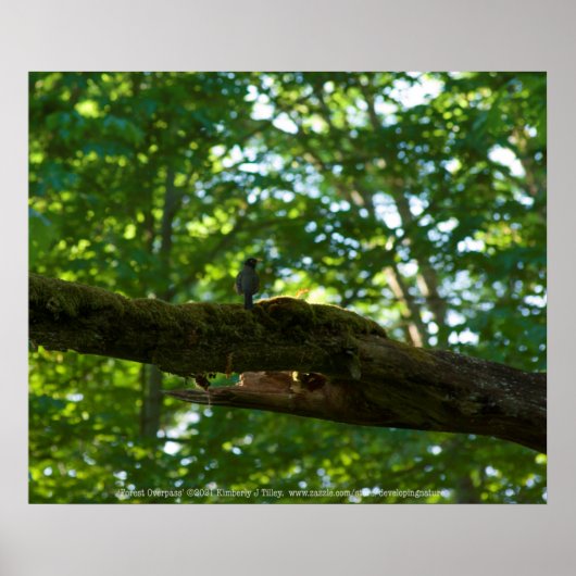 Poster Dépassement de forêt (Devant)