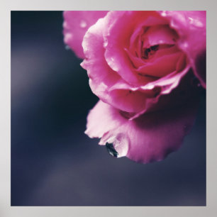 Poster Déposer sur Rose Macro Abstrait