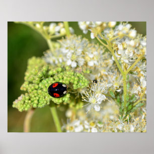 Poster Der schwarz - par coeur Marienkäfer