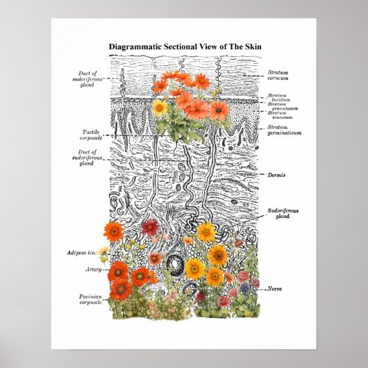 Poster Dermatologie Peau Anatomie Art avec détails florau (Devant)