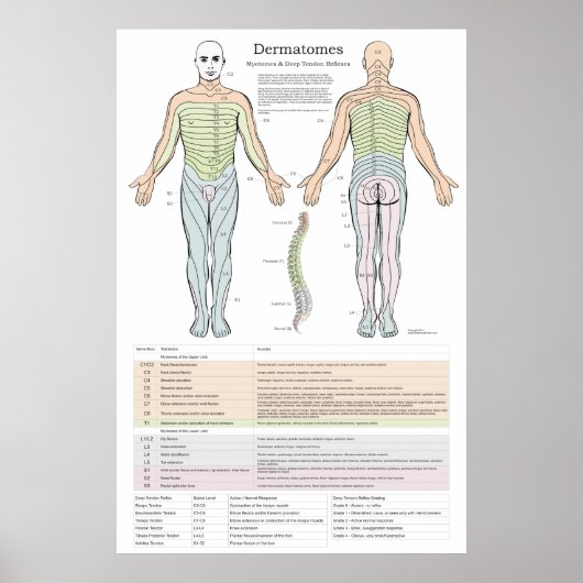 Poster Dermatomes, Myotomes et DTR (Devant)
