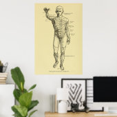 Poster Dermatomes Système nerveux Graphique Chiropratique (Bureau à domicile)