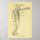 Poster Dermatomes Système nerveux Graphique Chiropratique (Devant)