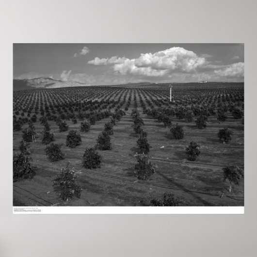 Poster Dernier jour Saints Citrus Orchard près de Riversi (Devant)