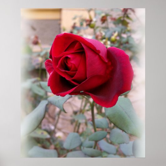 Poster dernière rose rouge (Devant)