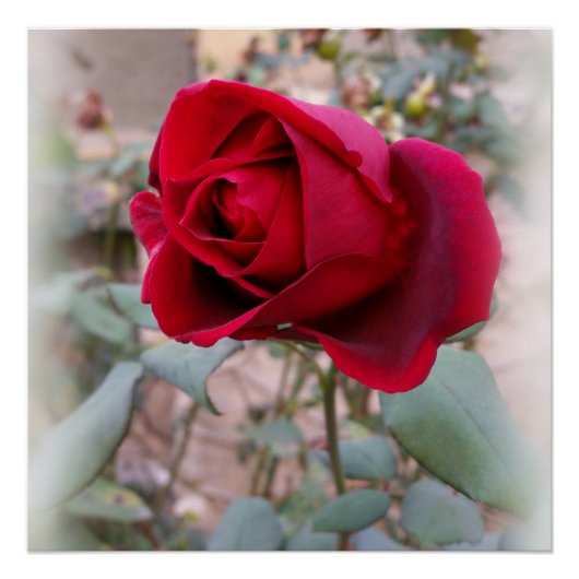 Poster dernière rose rouge (Devant)