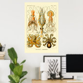 Poster d'Ernst Haeckel Octopus (Bureau à domicile)