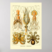 Poster d'Ernst Haeckel Octopus (Devant)
