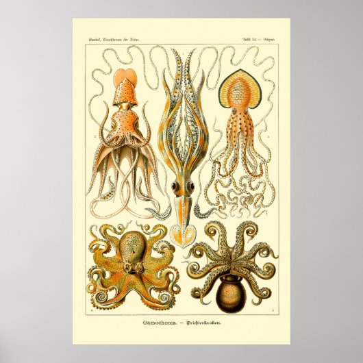 Poster d'Ernst Haeckel Octopus (Devant)