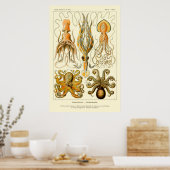 Poster d'Ernst Haeckel Octopus (Cuisine)