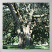 Poster des 4 saisons-été (Devant)