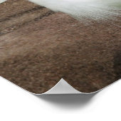 Poster des Aigrettes neigeuses (Coin)