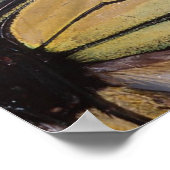 Poster des ailes papillon (Coin)