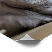 Poster des animaux de compagnie solitaires et tris (Coin)