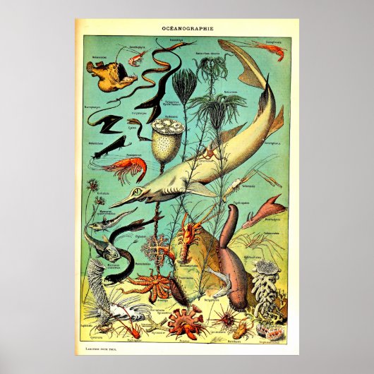 Poster des animaux de mer de l'océan Adolphe Millo (Devant)