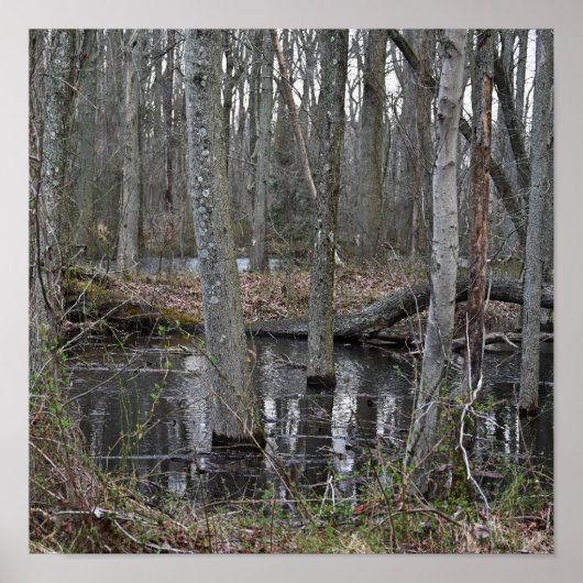 Poster des arbres inondés (Devant)
