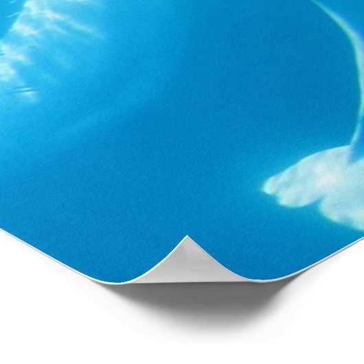 Poster des baleines de Beluga (Coin)